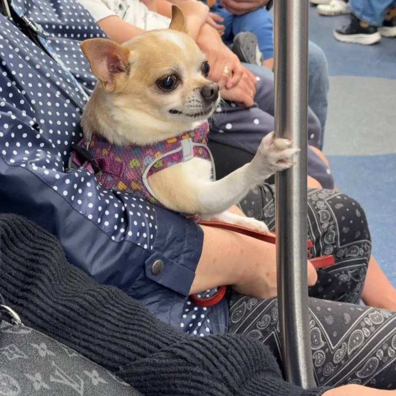 한국 할무이랑 한국 강아지인 줄의 내용을 보여주는 이미지