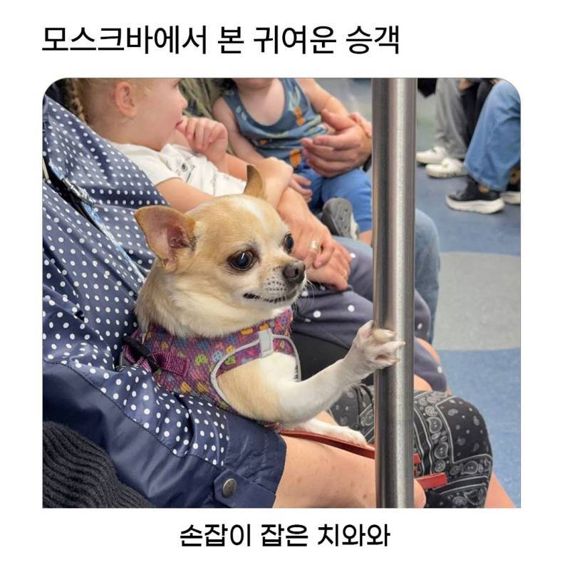 한국 할무이랑 한국 강아지인 줄의 내용을 보여주는 이미지 관련 이미지 2