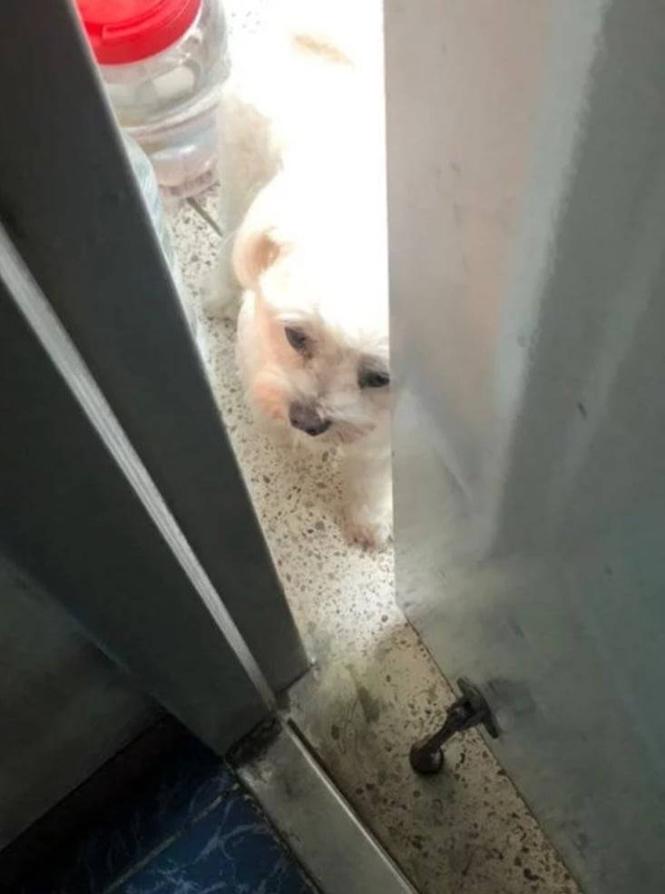 전 부치는 냄새에 감찰 나온 강아지의 내용을 보여주는 이미지