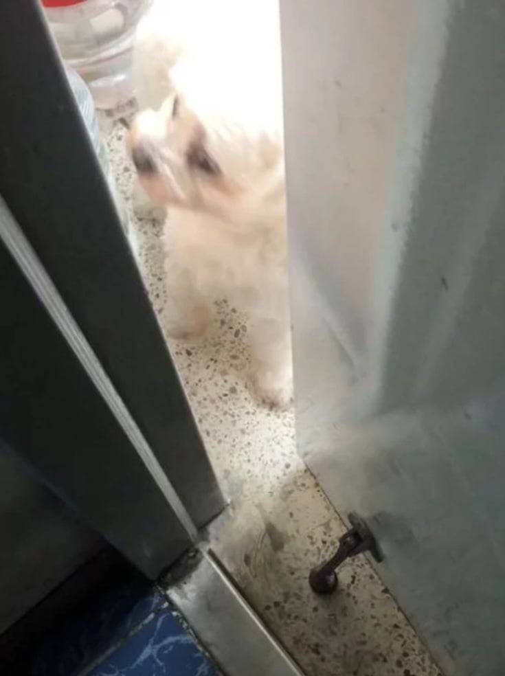 전 부치는 냄새에 감찰 나온 강아지의 내용을 보여주는 이미지 관련 이미지 2