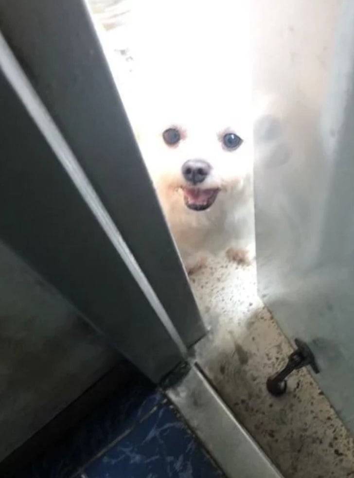 전 부치는 냄새에 감찰 나온 강아지의 내용을 보여주는 이미지 관련 이미지 3