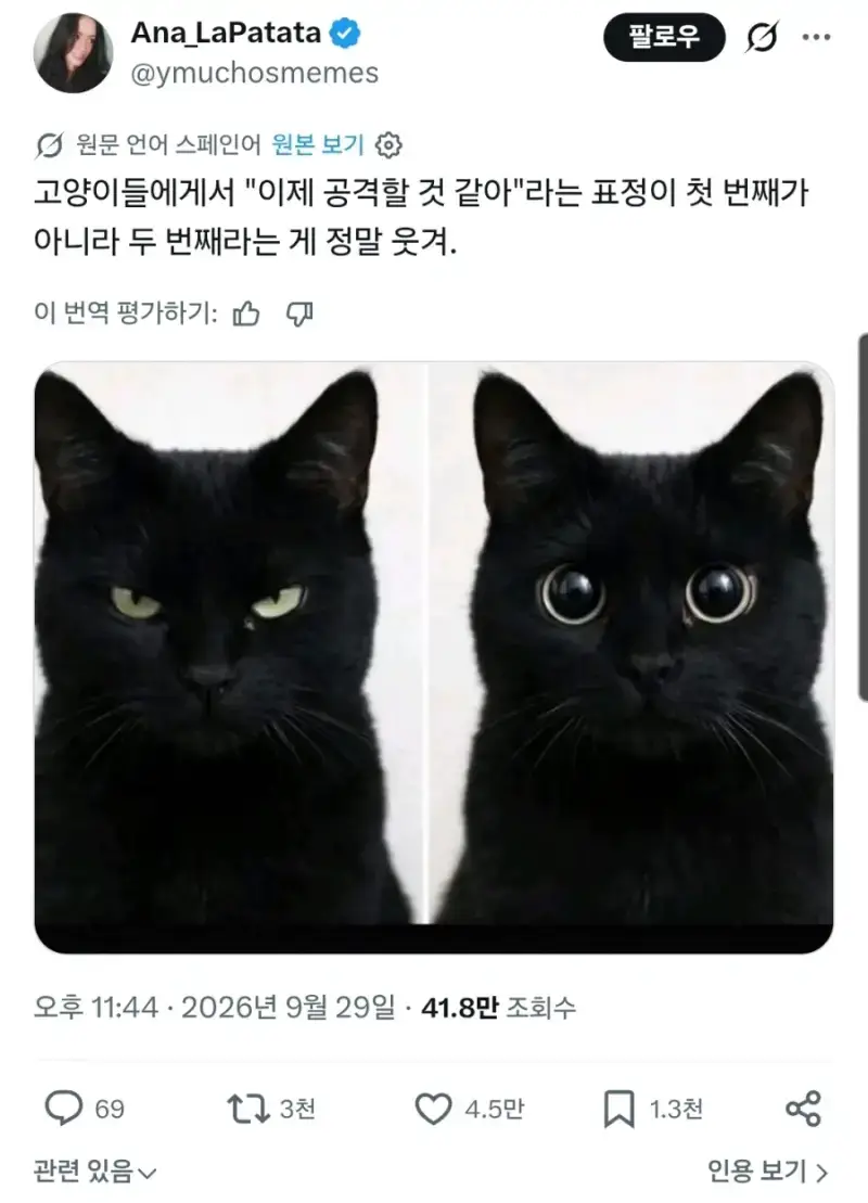 고양이들 표정의 웃긴 점ㅋㅋ의 내용을 보여주는 이미지
