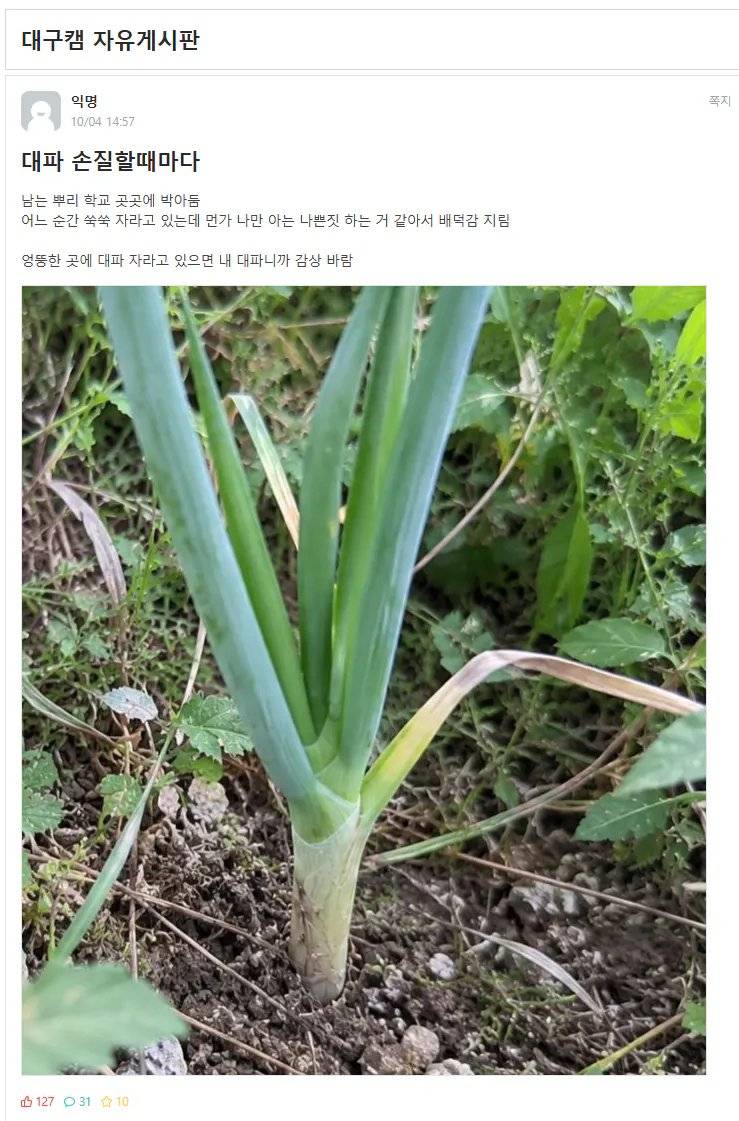 남은 대파를 학교에 처리하는 경북대생의 내용을 보여주는 이미지