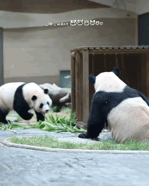 진짜 머리채 잡는 판다가 있다니까요의 내용을 보여주는 이미지