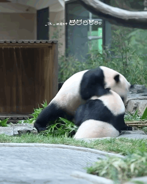 진짜 머리채 잡는 판다가 있다니까요의 내용을 보여주는 이미지 관련 이미지 2