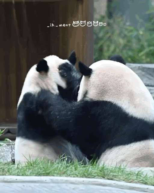 진짜 머리채 잡는 판다가 있다니까요의 내용을 보여주는 이미지 관련 이미지 3