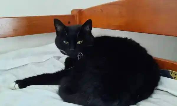 시비건 고양이 집까지 쫓아온 바다표범의 내용을 보여주는 이미지 관련 이미지 7