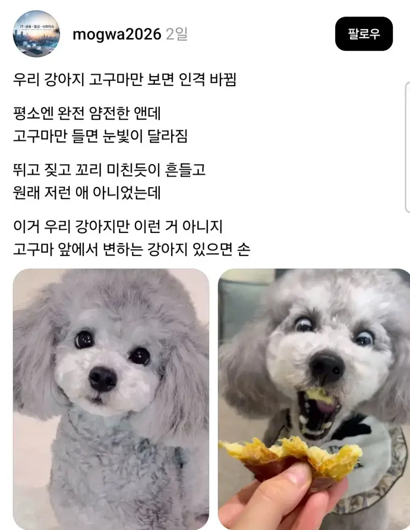인격 바뀌는 강아지의 내용을 보여주는 이미지