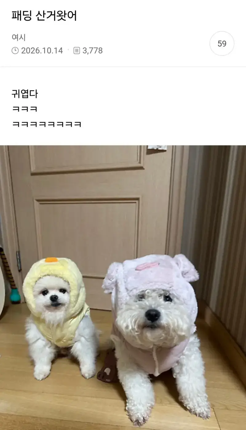 패딩 산거 왔어의 내용을 보여주는 이미지