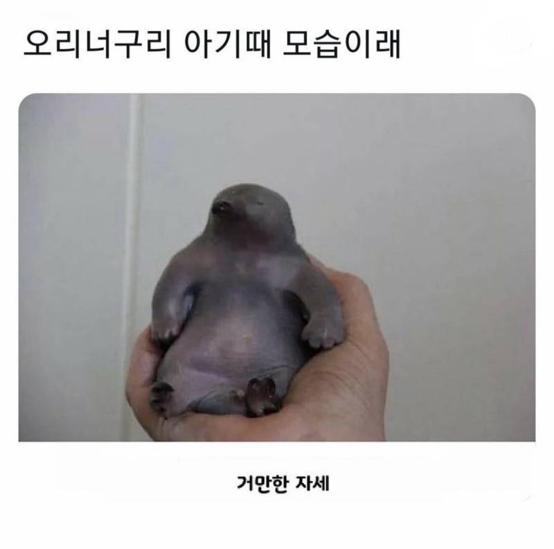 오리너구리 아기 때 모습의 내용을 보여주는 이미지