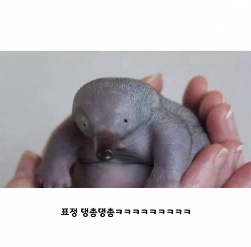 오리너구리 아기 때 모습의 내용을 보여주는 이미지 관련 이미지 2