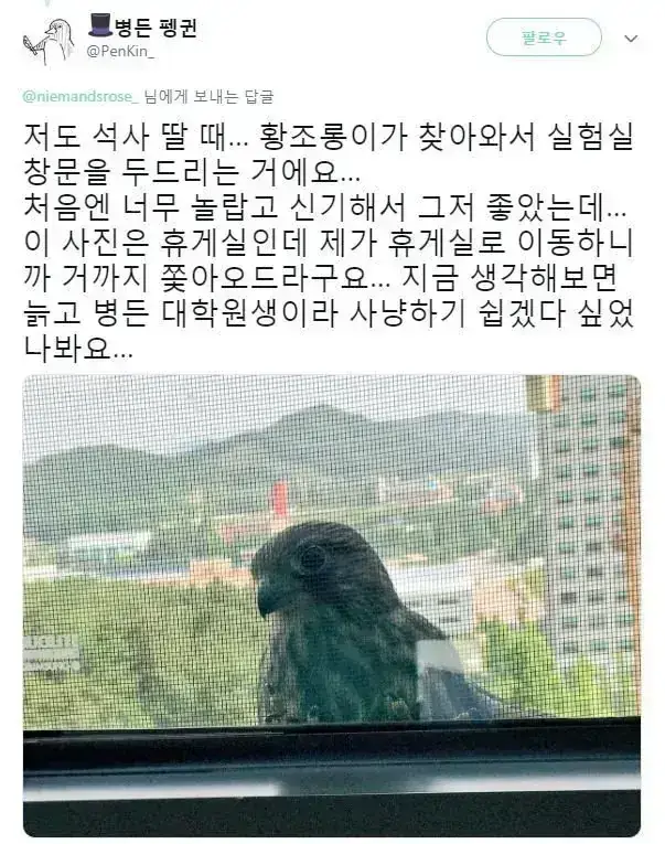 늙고 병든 대학원생을 사냥하려는 황조롱이의 내용을 보여주는 이미지