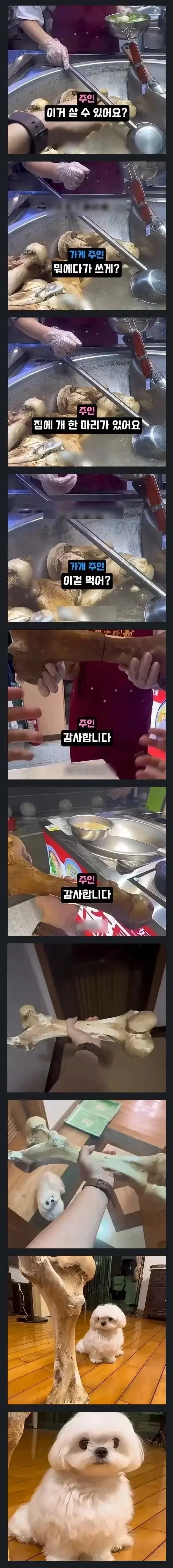 집에 개 한 마리가 있어요의 내용을 보여주는 이미지