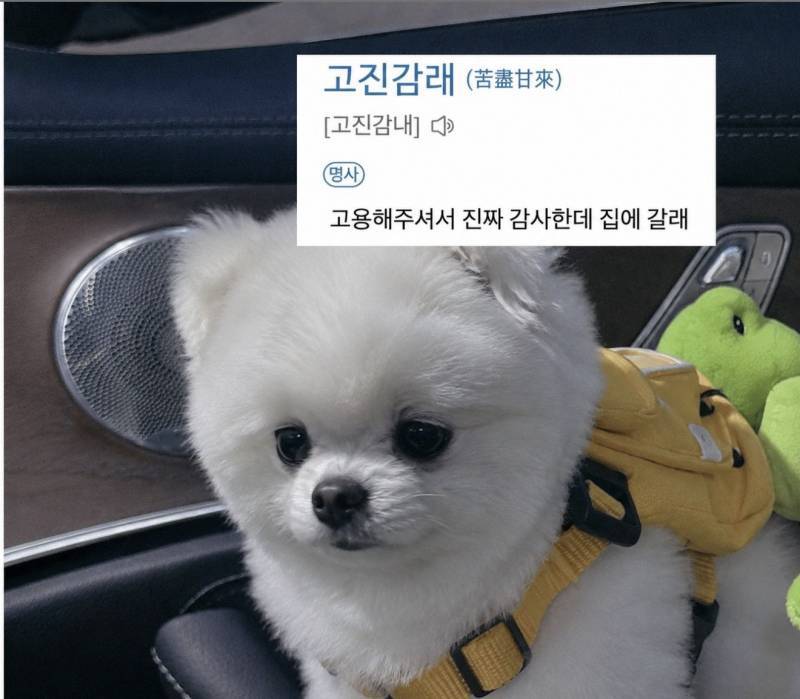 고진감래의 뜻을 모르는 요즘 사람들의 내용을 보여주는 이미지