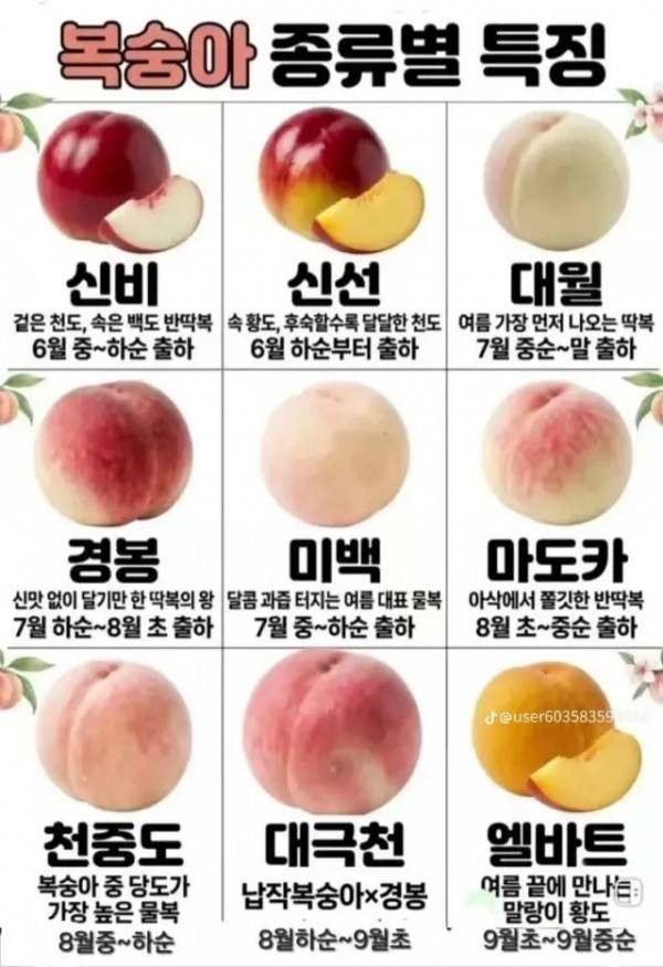 복숭아 종류별 특징