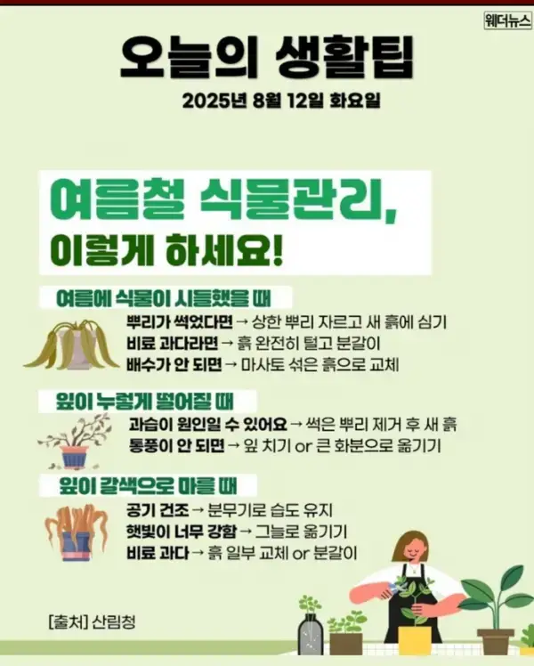 여름철 식물관리 팁 | 인스티즈