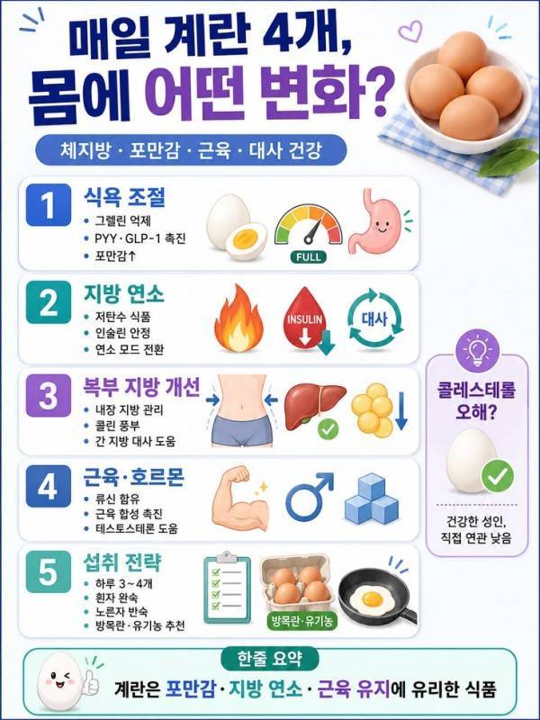 매일 계란 4개 먹으면 몸에 어떤 변화가 생길까? 포만감, 지방 대사, 근육 관리까지 정리