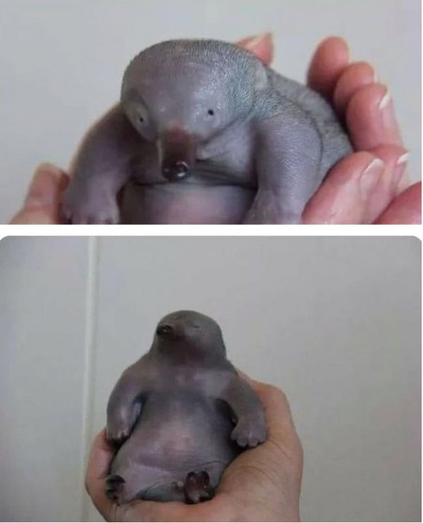 thumb-16991055459953_600x742-1 16991055459953.png