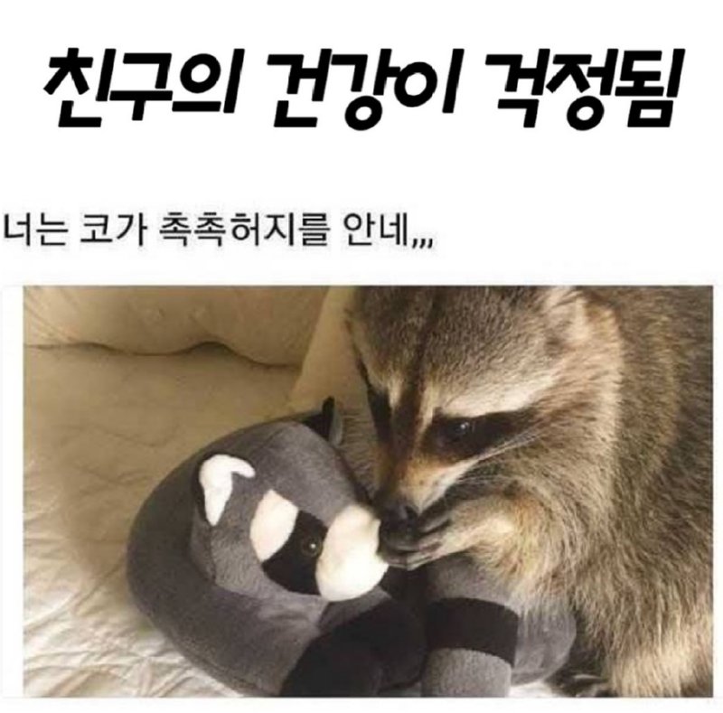 라쿤.png