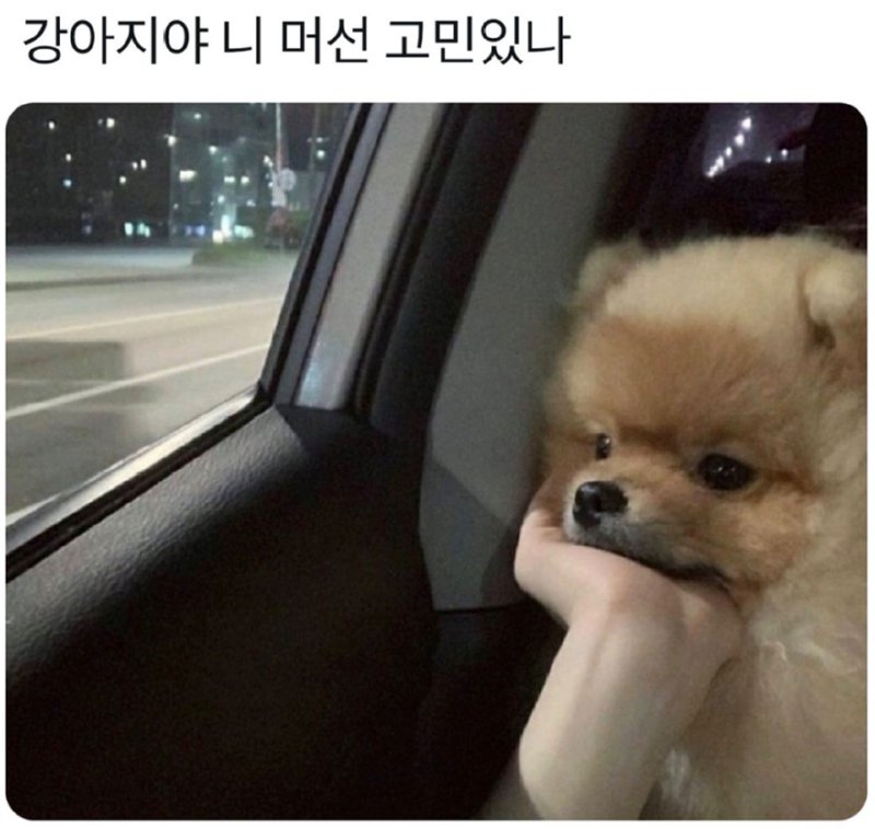 강아지 고민.png